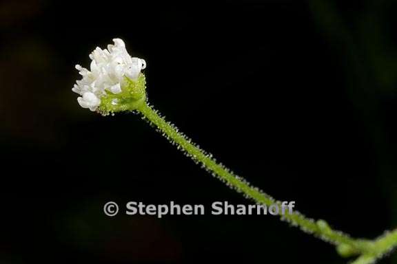 adenocaulon bicolor 6 graphic